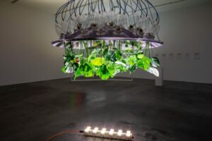 Potential Worlds 2: Merry Maggic, Plants of the Future, 2013-2020, commissioned by Migros Museum für Gegenwartskunst and YARAT Contemporary Art Space. Ph Lorenzo Pusterla, courtesy the artist