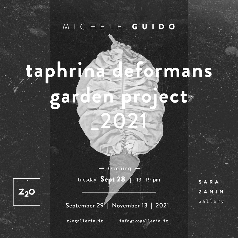 Michelle Guido | taphrina deformans garden project_2021